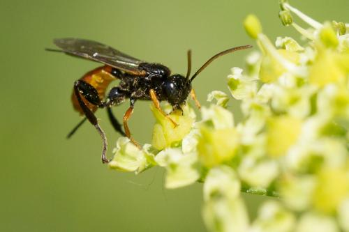 Phaenolobus fulvicornis